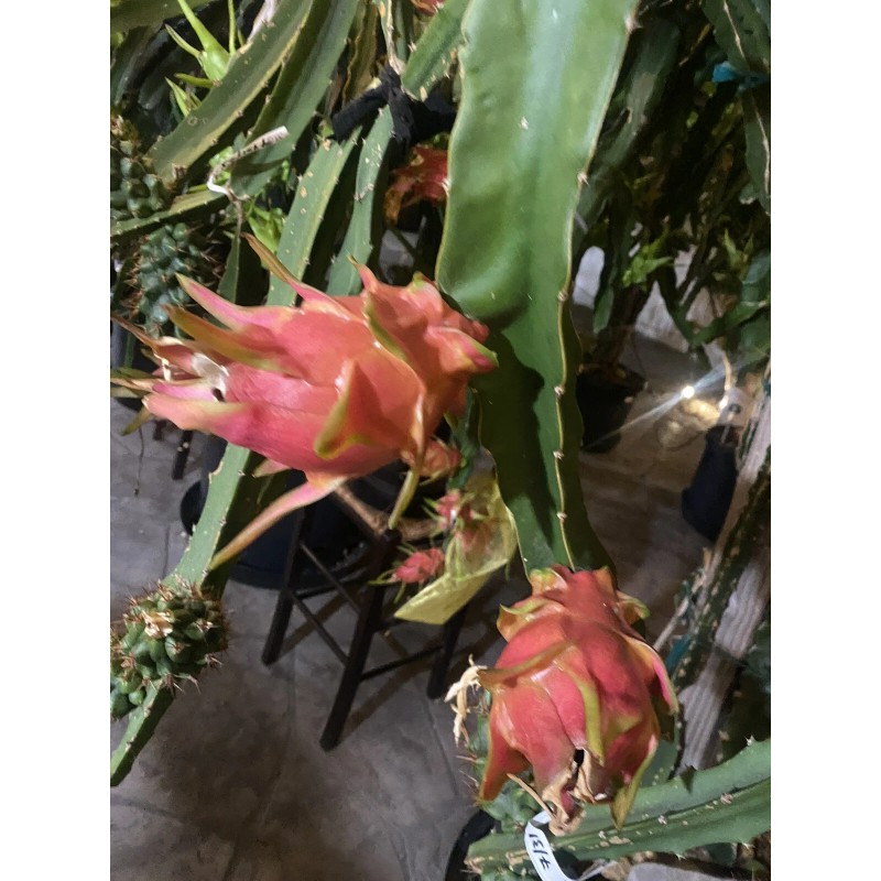 ORGANICO One Vietnamese read DRAGON FRUIT CUTTING 8- 12 Inches