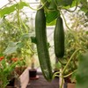 50 Tendergreen Burpless Cucumber Seeds for Planting 1.5+ Grams of