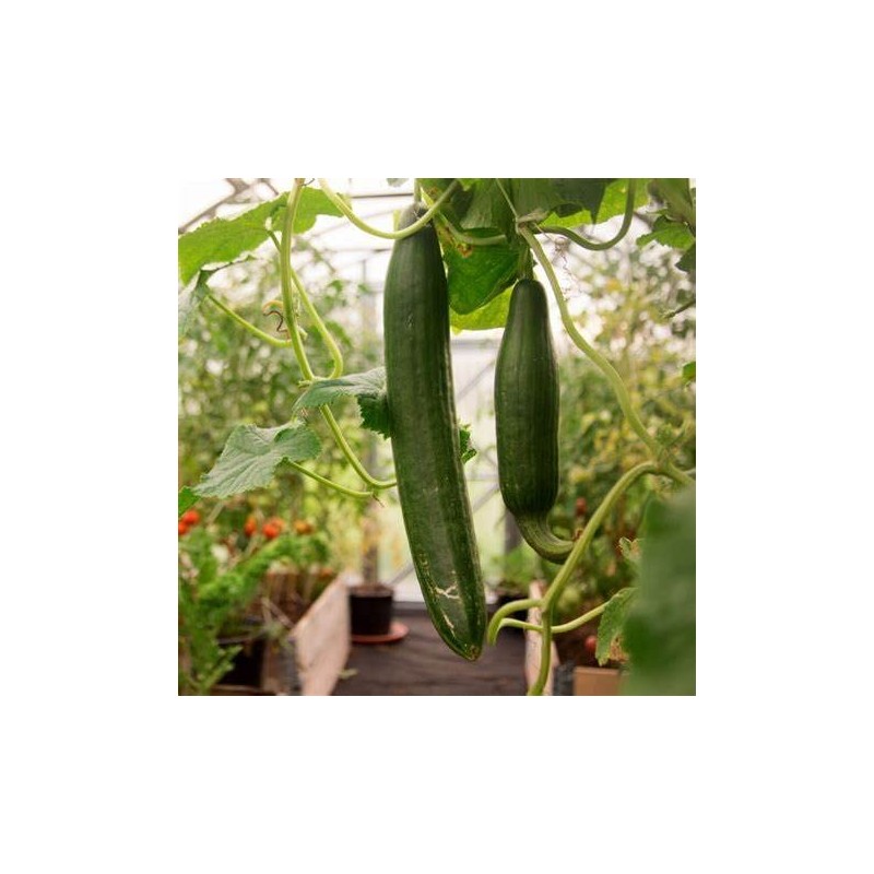 50 Tendergreen Burpless Cucumber Seeds for Planting 1.5+ Grams of