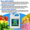Liquid Seaweed for Plants (32 oz) Quart | Concentrated Liquid