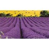 True English Lavender Vera Nice Garden Flower by Seed Kingdom