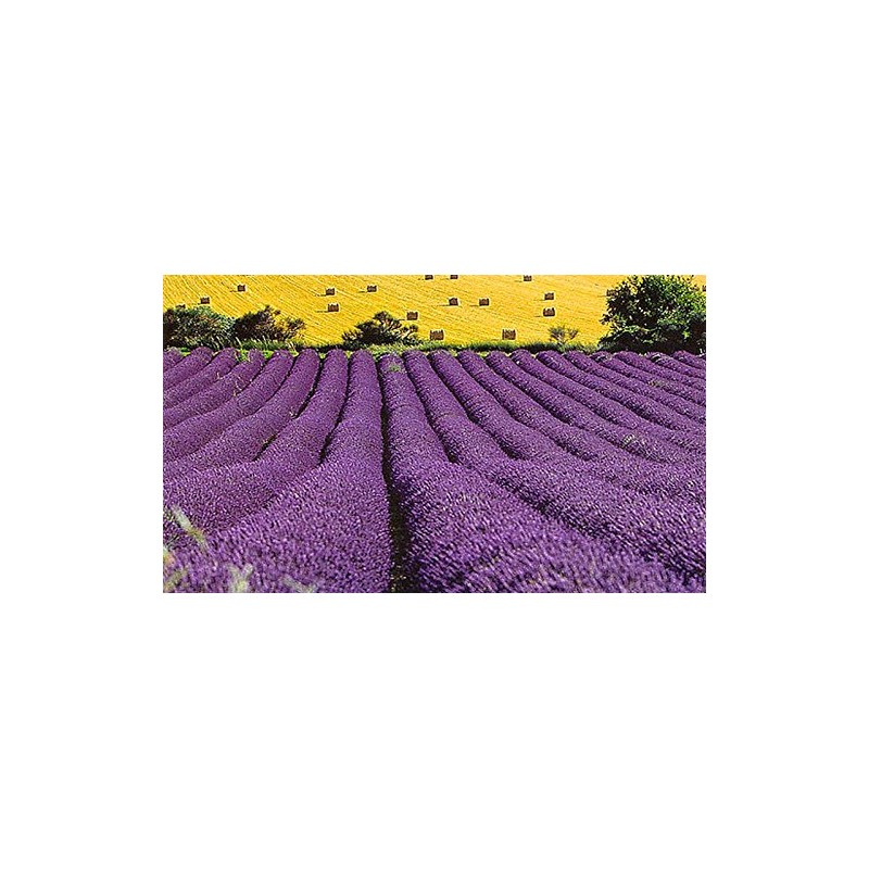 True English Lavender Vera Nice Garden Flower by Seed Kingdom