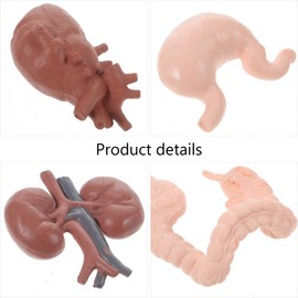 8 Pieces Human Body Anatomy Model Set, 3D Scientific Learning Tools, Realistic Brain, Heart, Lungs, Liver, Stomach, Intestinal Kidneys, Mini Decoration Toy