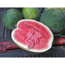 Watermelon Black Diamond Great Heirloom Vegetable by Seed Kingdom BULK 5 Lb Seeds