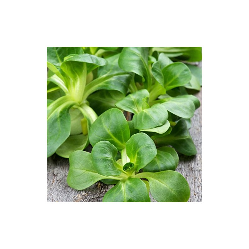 Dutch Broad Leaved Corn Salad Mache Seeds - 1 Lb