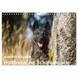 ausdrucksvolle Holländische Schäferhunde (Wandkalender 2025 DIN A4 quer), CALVENDO Monatskalender [Calendar] Fotodesign Verena Scholze