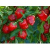 Chile Pimiento Rojo Mini, 15 Semillas, Germinación Rápida