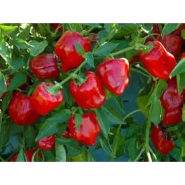 Chile Pimiento Rojo Mini, 15 Semillas, Germinación Rápida