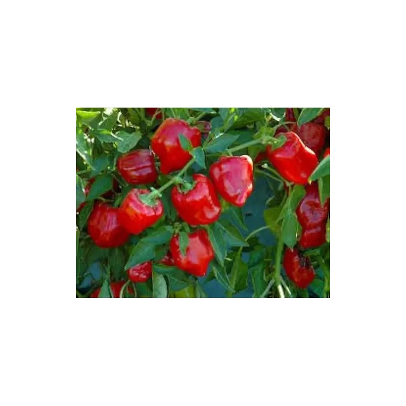 Chile Pimiento Rojo Mini, 15 Semillas, Germinación Rápida