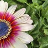 Vivid Arts - Hanging Zulu Daisy/Bee - HGF-026