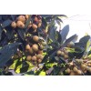 Loquat Fruit Tree Seedling With Pot 8” Sweet Ready To
