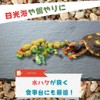 JP Number Turtle Drying Board, Food Plate, Turtle, Nail Sharpening