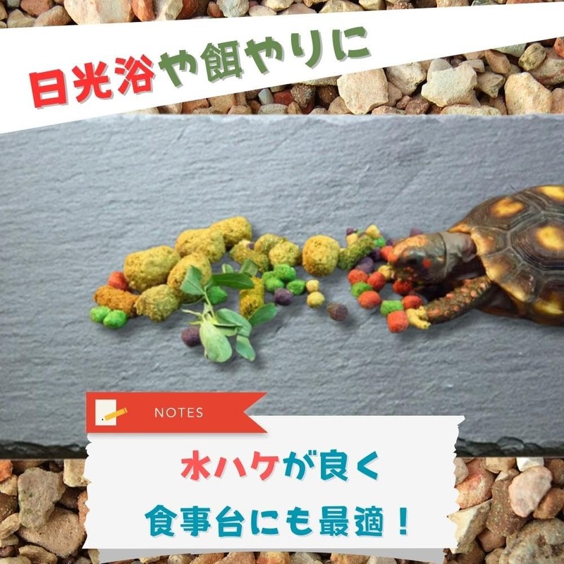 JP Number Turtle Drying Board, Food Plate, Turtle, Nail Sharpening