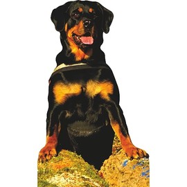 SP12812 Rottweiler Rottie Standing Peeking Over Rock Cardboard Cutout Standup Standee