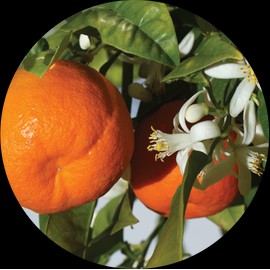 Living Libations Mandarin Essential Oil, 30ml