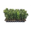 Green Mountain Boxwood - 3 Live Plants - Buxus -