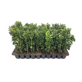 Green Mountain Boxwood - 3 Live Plants - Buxus - Fast Growing Cold Hardy Formal Evergreen Shrub