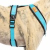 Reflective Y Shaped Dog Harness Ideal for Lebreles: Italian Greyhound