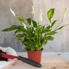 JERIA 200 Pack 6 Inch Plastic Nursery Pots Comewith Drainage