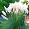 Pampas Grass | Cortaderia Selloana | 10 Live Plants |