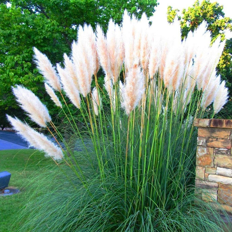 Pampas Grass | Cortaderia Selloana | 10 Live Plants |
