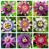 Passionfruit Mix£¨50+£©Seeds Flowers Planting for Outdoor