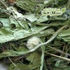 국산 민들레(포공영) 300g Korean Dandelion (Pogongyeong) 300g