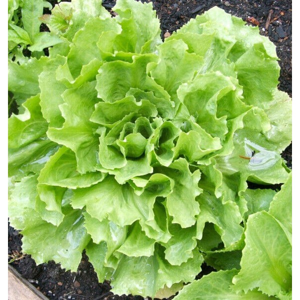 Unbranded 500+Broadleaf Batavian Endive Seeds(Cichoriu