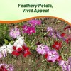 Outsidepride Superbus Mix Dianthus Seeds for Planting - 5000 Pcs