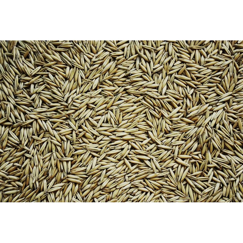 CZ Grain Oat Seeds for Planting Non-GMO Crops - 5
