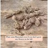 Ranunculus Bulbs for Planting - Ranunculus Flower Seeds - 25
