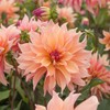 100+ Dahlia Labyrinth Flower Seeds - Exotic Labyrinth Dahlia Seeds