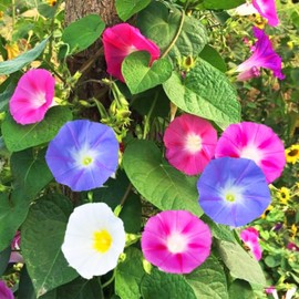 KVITER 50 Morning Glory Seeds for Planting, Fieldgrown Mix (Ipomoea Purpurea) – Fast Growing Vine, Heirloom Pollinator Seed Mix – Climbing Flower Seeds to Plant Outside, Container Garden or Trellis