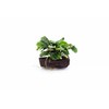 SubstrateSource Live Aquarium Plants on Driftwood, Lava Rock, Moss Mat