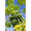 Hawaiian Papaya Fruit Seeds ~ Grow Hawaii