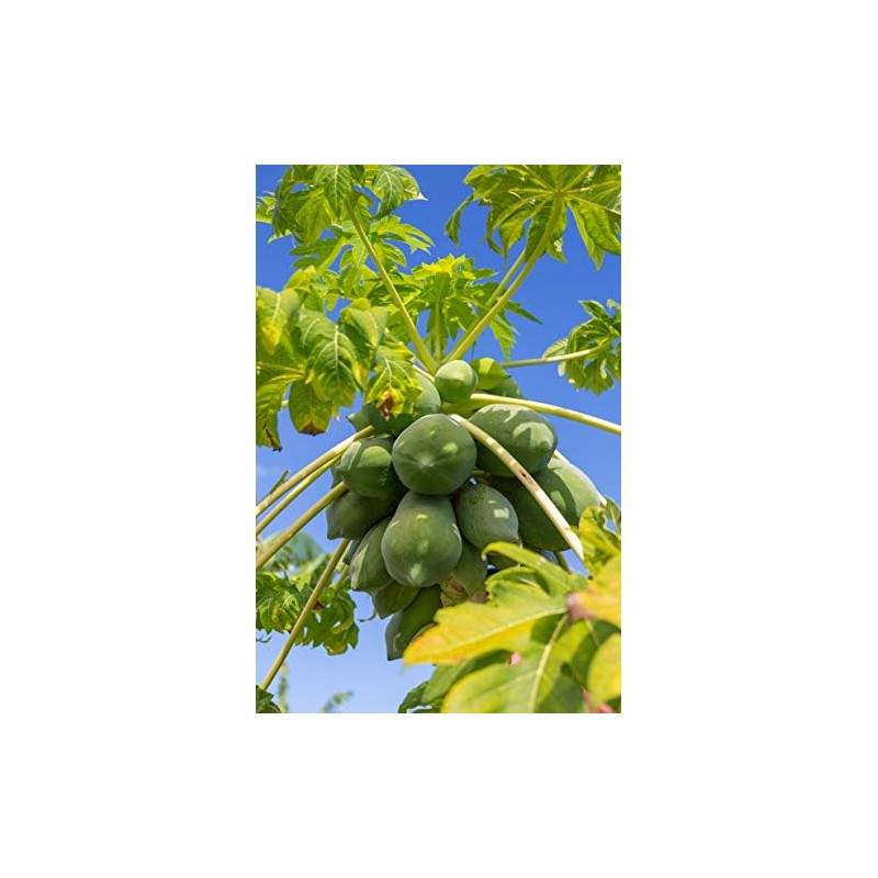 Hawaiian Papaya Fruit Seeds ~ Grow Hawaii