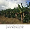 Julian Coffee - Whole Bean, Specialty Grade Single Origin Arabica