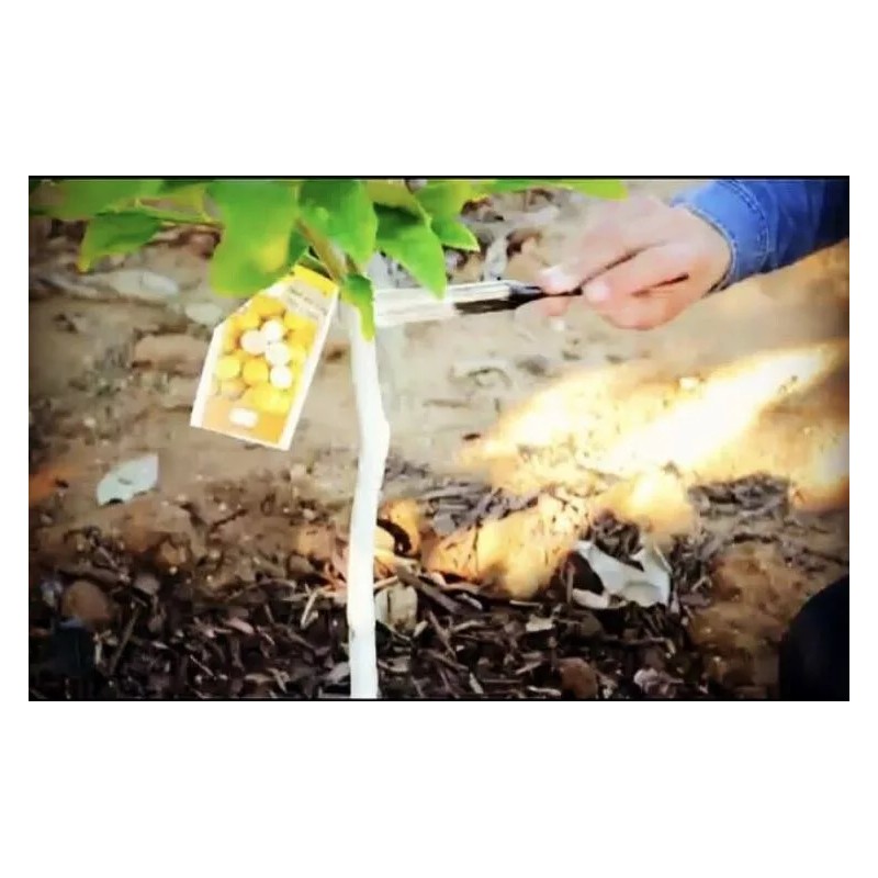 IV Organic White Wash, 1 Pint (WHITE)