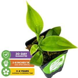 Vanilla Bean Orchid Live Plant (3-Pack) - Vanilla planifolia by Wellspring Gardens - Fragrant Vanilla Beans, Versatile Vine, Tropical Elegance, Aromatic Treasure - Vanilla Bean Starter Plant