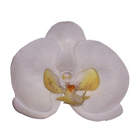 Phalaenopsis Orchid Artificial Flower Hair Clip/Pin Brooch (White)