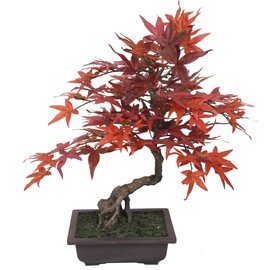 SilksAreForever 20" Hx16 W Silk Maple Bonsai Tree w/Planter -Burgundy/Red