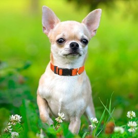 Taglory Reflective Adjustable Dog Collars for Puppy Small Medium Large Dogs, Thin Nylon Webbing and Quick Release Plastic Buckle(Orange, XSmall)