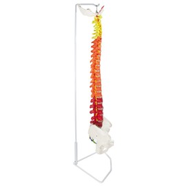 Axis Scientific Flexible Spine Model, 31" Life Size Didactic Spinal Cord with Stand, Color Coded Regions Indicate The Cervical, Thoracic and Lumbar Spine, with Study Guide, Worry Free 3 Year Warranty