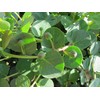 Capers in Sea Salt - La Nicchia - Pantelleria Island,