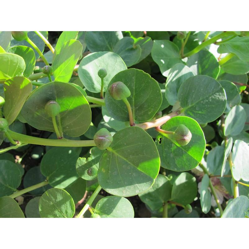 Capers in Sea Salt - La Nicchia - Pantelleria Island,