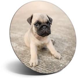 Destination Vinyl ltd Magnet for Refrigerator, Fridge - Tiny Tan Pug Puppy Dog Cute for Office, Cabinet and Whiteboard, Magnetic Stickers, 15874
