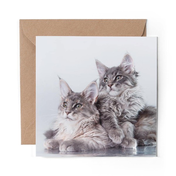 1 x Greeting Card Fluffy Maine Coon Kitten Cat -