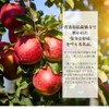 小林製鋏 越路 打物 芽切鋏 K-1