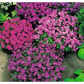 CEMEHA SEEDS - Seeds Lilacbush Rock Cress Hybrid Mix Perennial Flowers for Planting