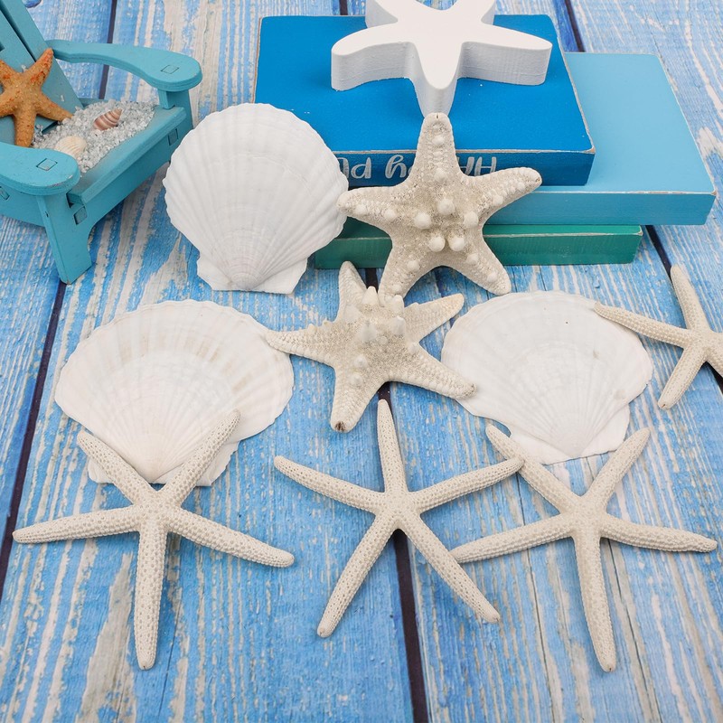TaoQ C 15 PCS Starfish and Scallop Shells, 5cm-10cm Natural
